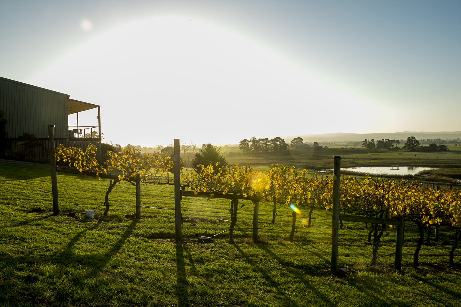 Gippsland winery vineyard rows at sunset