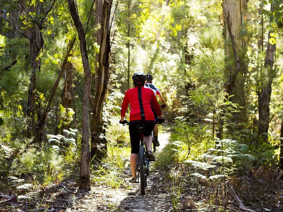 A cyclist following a shaded forest path